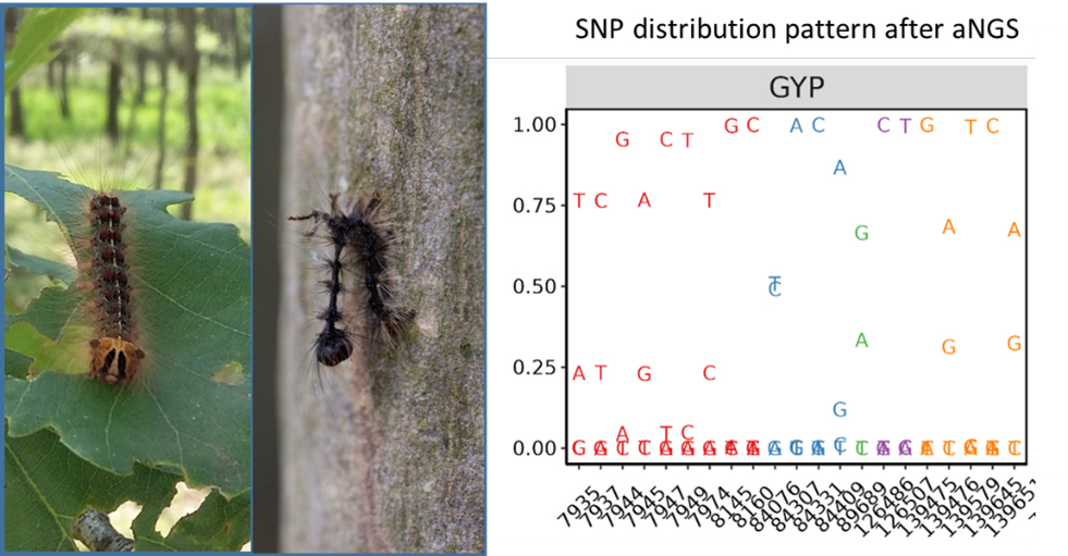 Das Lymantria dispar Nukleopoyhedrovirus (LdMNPV) ist ein natürlich vorkommendes Pathogen des Schwammpinners Lymantria dispar. Die Abbildung zeigt Schwammspinner (links), LdMNPV-befallene Larve (Mitte), aNGS SNP Muster (rechts). © LWF/JKI
