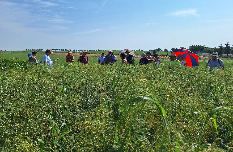 
	Begutachtung verschiedener Hirsesorten am Feldtag & Zukunftsdialog „Hirse – vom Vogelfutter zum Superfood“ auf der HNEE Lehr- und Forschungsstation Wilmersdorf (© Sabrina Scholz/HNEE)
