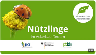 Wie Nützlinge im Ackerbau gefördert werden, zeigen mehrere Kurzfilme des JKI auf dem Portal oekolandbau.de.