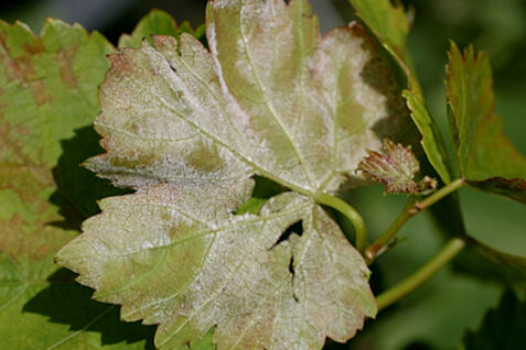 Falscher Mehltau an Rebblatt