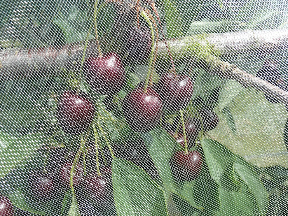 
	Eingenetzte Kirschanlagen zum Schutz vor Befall mit Kirschessigfliege (Drosophila suzukii) (Foto: Heidrun Vogt/JKI)
