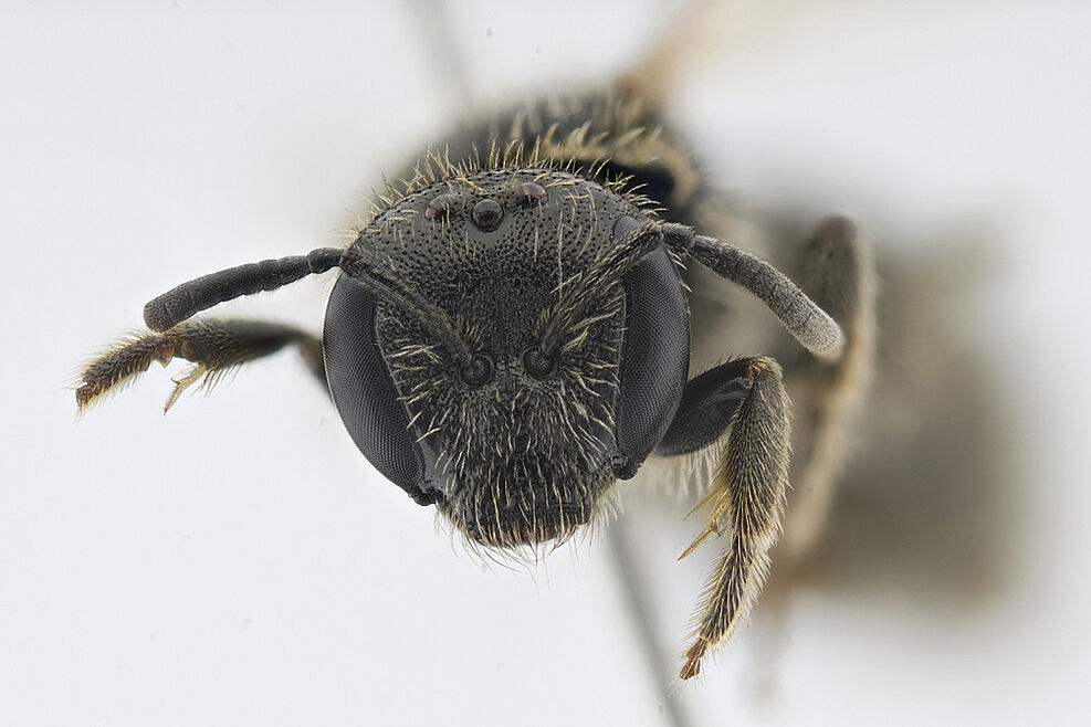 
	Die Kopfansicht eines Weibchens der Wildbienenart Lasioglossum puncticolle, zu Deutsch Runzelwangige Schmalbiene, entstand aus Stacking-Fotos des präparierten Insektes. © J. Deierling/JKI
