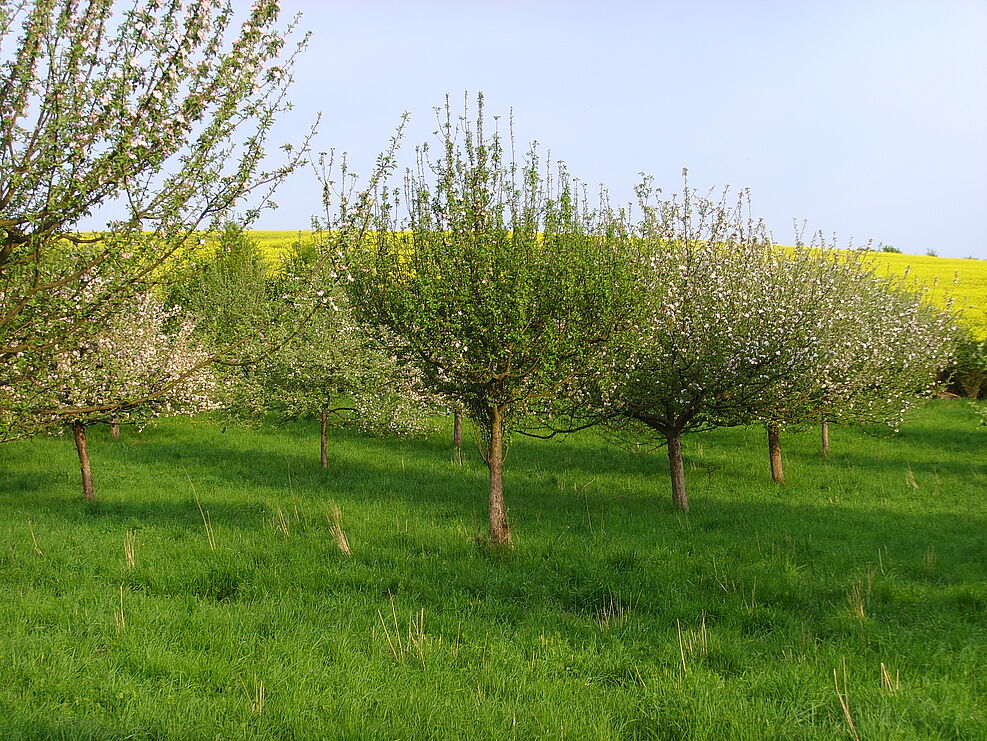 
	Auf grüner Wiese stehen mittelhohe, teilweise blühende Obstbäume. Im Hintergrund ist ein Blühendes Rapsfeld zu sehen. Daran schließt sich der Himmel.
