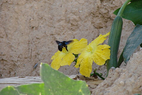 Carpenter bee (Xylocopa) visits cucumber flower. Carpenter bees prefer warm climatic conditions, which is one reason for their mainly tropical and subtropical distribution. 