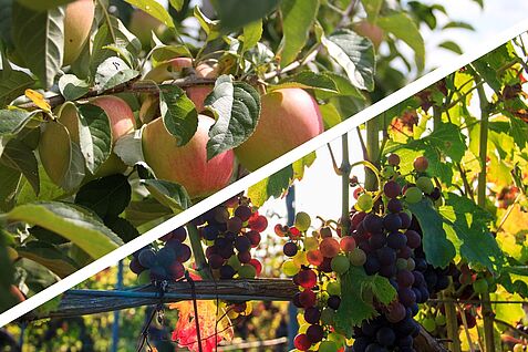 Der Klimawandel stellt Obst- und Weinbau vor große Herausforderungen.