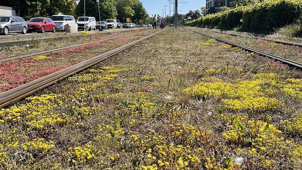 
	Solche und andere gezielt in Gleisbetten angepflanzte Blühpflanzen könnten dazu beitragen, die Wildbienenvielfalt in Städten zu fördern. © M. Schönholz/Uni Bonn
