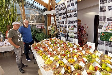 Letzte Inspektion vor der Eröffnung. Michél Simon-Najasek (links) von der Regionalgruppe Saale-Unstrut des VEN (Verein zur Erhaltung der Nutzpflanzenvielfalt e.V.) und dem Pomologen-Verein e.V. und Dr. Andreas Peil (JKI, rechts) prüfen noch einmal die Ausstellung regionaler Apfel- und Birnensorten.