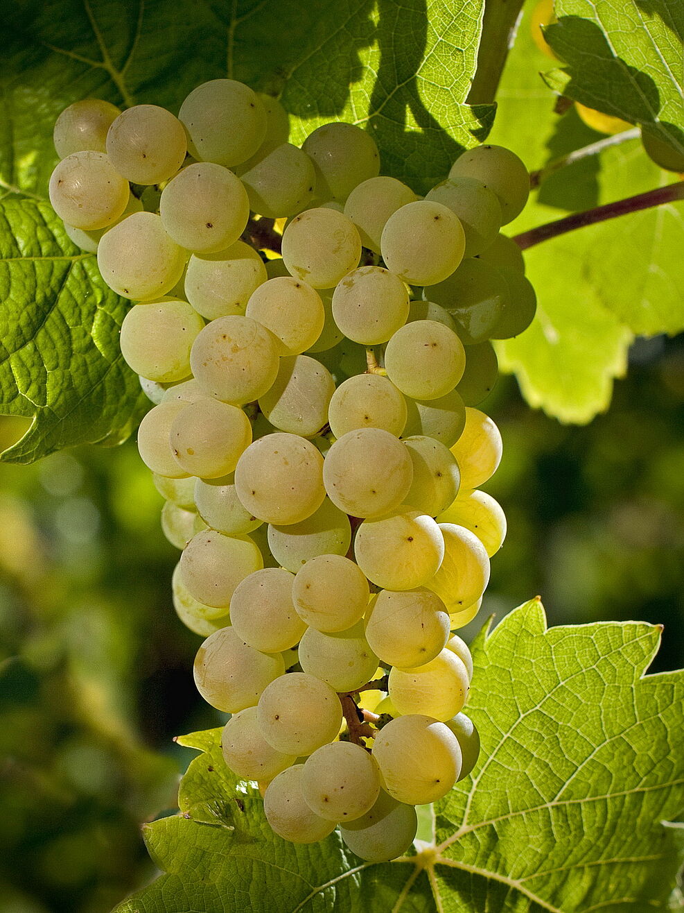 
	Traube Calardis Blanc- JKI-Neuzüchtung
