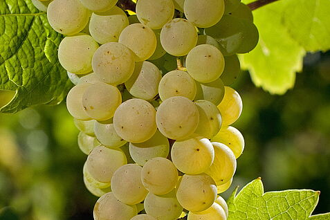 Traube Calardis Blanc- JKI-Neuzüchtung