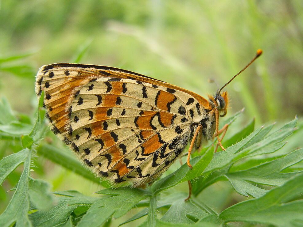 
	Rote Scheckenfalter (Melitaea didyma) ist stark gefärdet. Im Klotten-Treiser-Moseltal kommt er außergewöhnlich häufig vor. ©Michael Maixner/JKIRote Scheckenfalter (Melitaea didyma) ist stark gefärdet. Im Klotten-Treiser-Moseltal kommt er außergewöhnlich häufig vor. ©Michael Maixner/JKI
