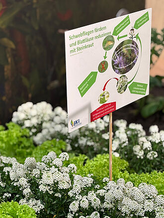 Die Bedeutung von verschiedenen Pflanzen zur gezielten Ansiedlung verschiedener Insekten wurde gezeigt. © S. Barnert/JKI