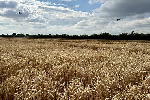 Drohnengestützte digitale Phänotypisierung im Winterweizen. © G. Wehner/JKI