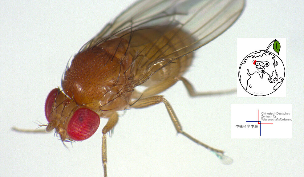
	Drosophila suzukii
