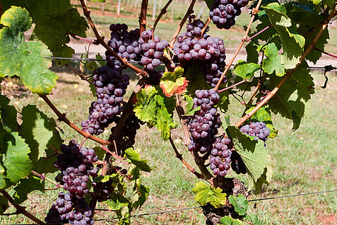 Bild: Rebstock mit Trauben der Rebsorte 'Riesling Rot' (Franco Röckel/JKI)