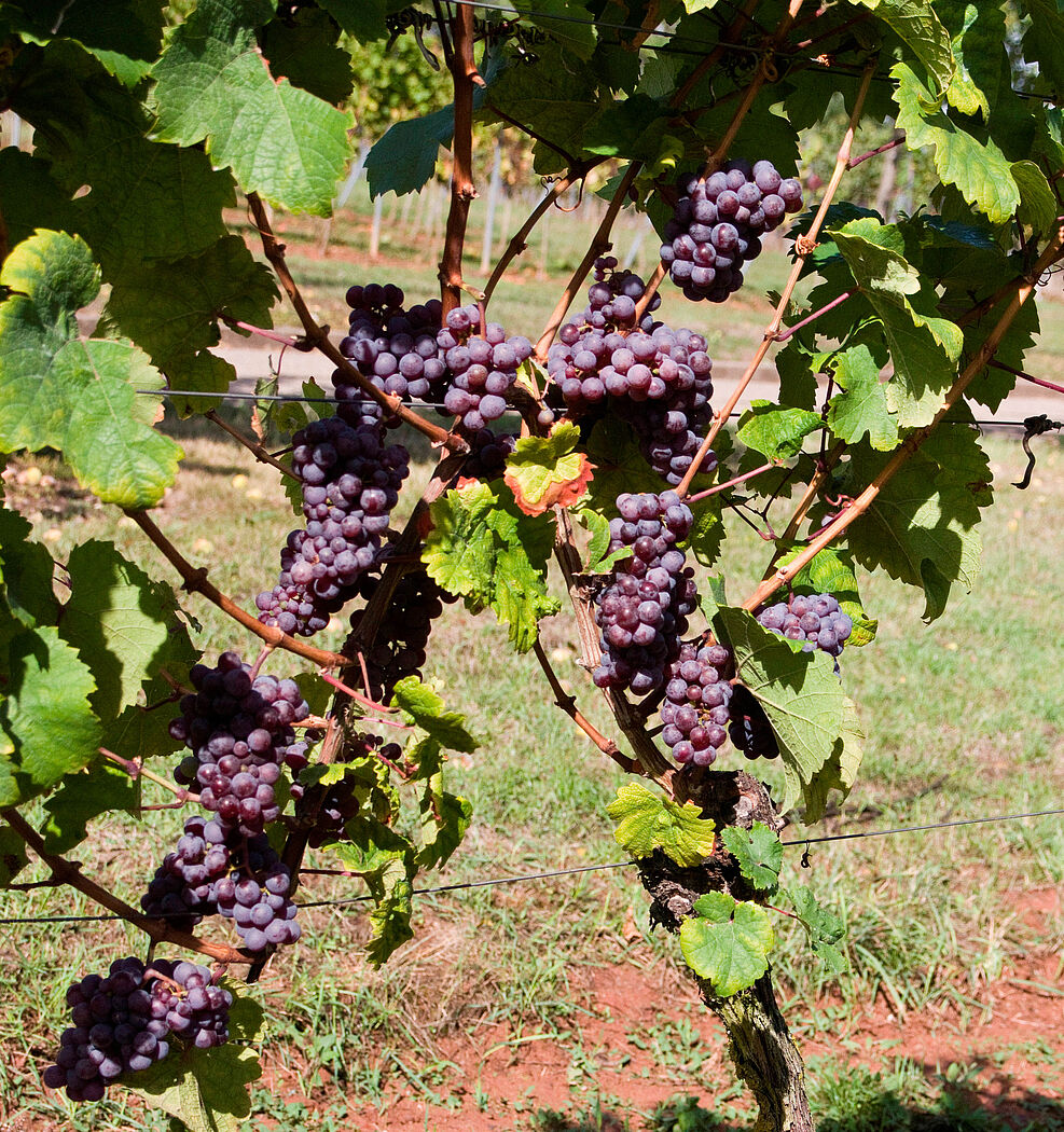
	Bild: Rebstock mit Trauben der Rebsorte 'Riesling Rot' (Franco Röckel/JKI)
