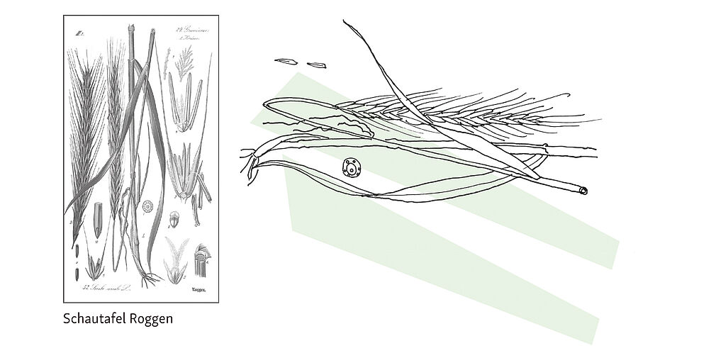 © Dörte Wähner, info@doma.de | Schautafel Roggen