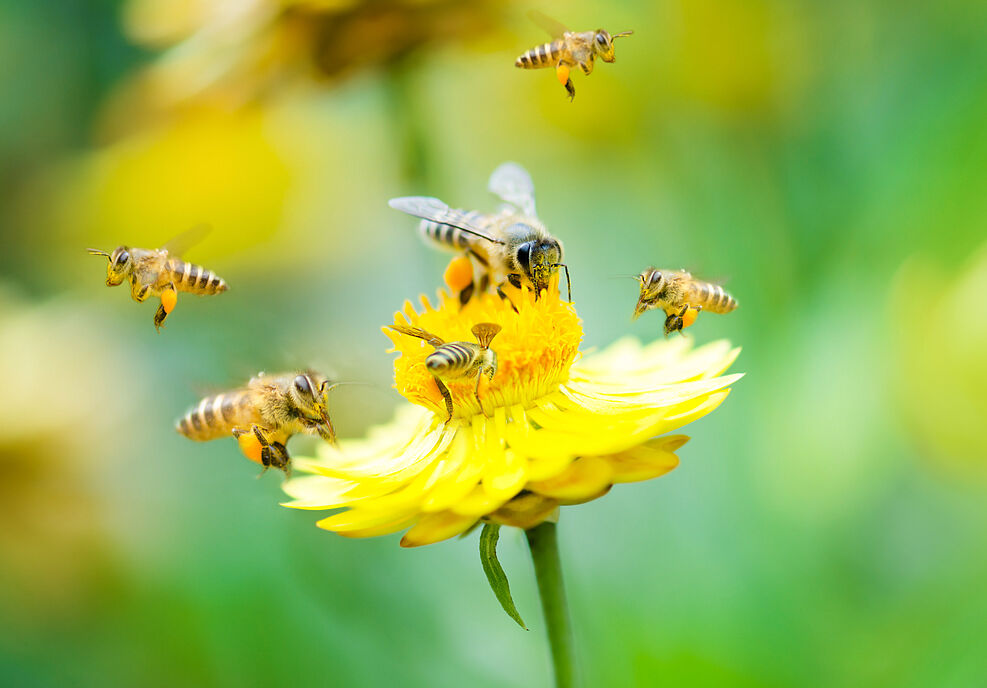 
	Group of bees on a flower
