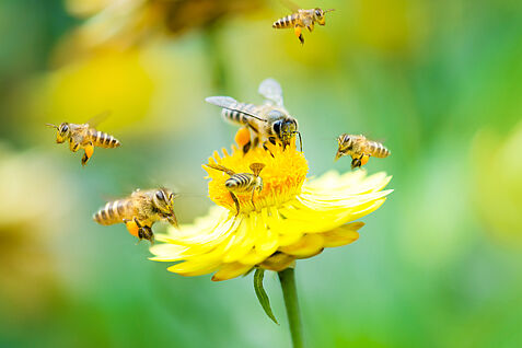 Group of bees on a flower