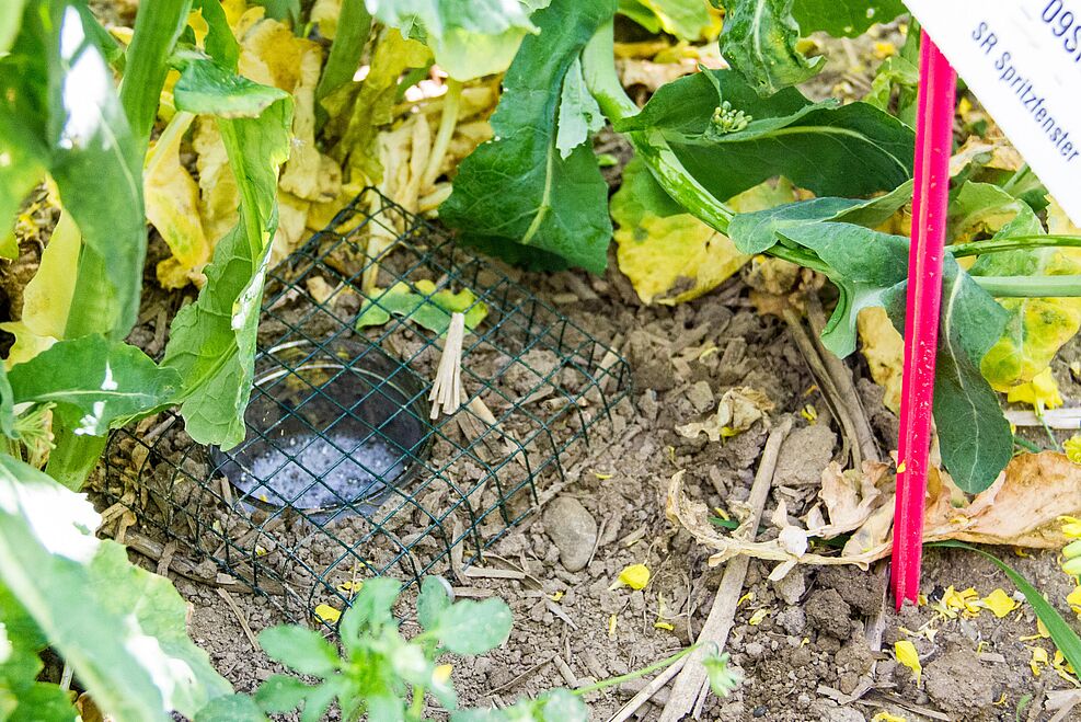 
	Ein offener im Boden versenkter Behälter mit Wasser dient als Falle für Spinnen und krabbelnde Insekten.
