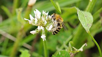 Die Luzerne-Sägehornbiene (Melitta leporina) ist auf Schmetterlingsblütler spezialisiert und nistet im Boden. © H. Greil/Julius Kühn-Institut