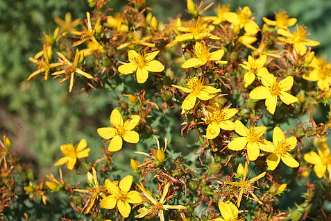 Johanniskraut ist eine der bedeutendsten Arzneipflanzen in Deutschland.