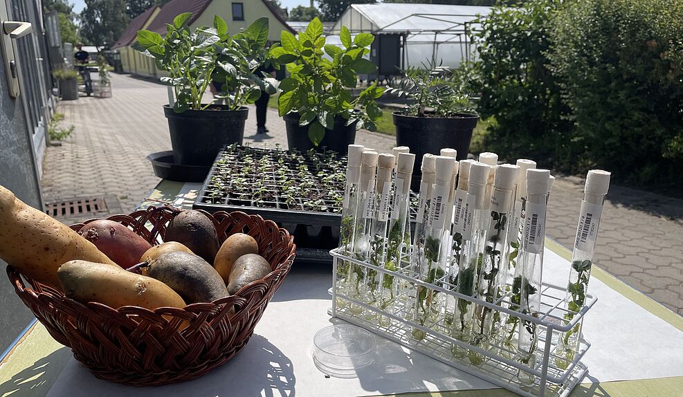 
	Der Standort Groß Lüsewitz blickt auf eine lange Tradition zur kartoffelzüchtung zurück. In Wildarten schlummern wichtige Gene für Krankheitsresistenz- und Toleranzeigenschaften. In der IPK-Genbank werden sie erhalten. © S. Barnert/JKI
