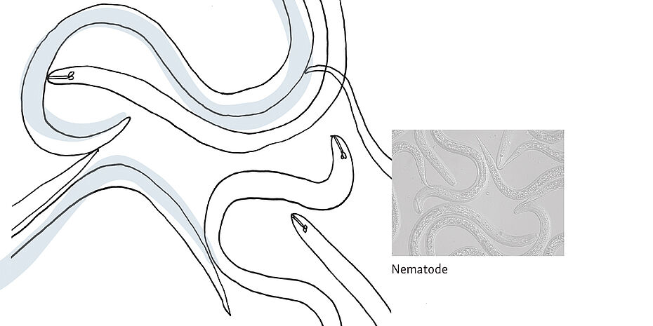 © Dörte Wähner, info@doma.de | Nematode