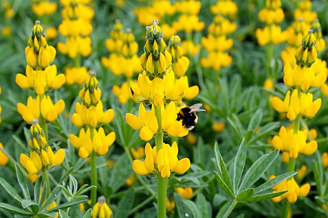 Ein Forschungsteam des JKI Groß Lüsewitz stellte auf Sommertagung 2024 Züchtungsfortschritt bei der bisher wenig genutzten gelben Lupine (Lupinus luteus) vor. © P. Wehling/JKI