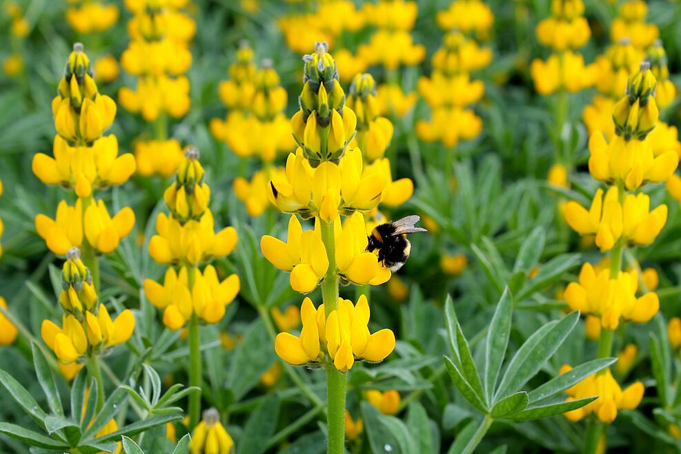 
	Ein Forschungsteam des JKI Groß Lüsewitz stellte auf Sommertagung 2024 Züchtungsfortschritt bei der bisher wenig genutzten gelben Lupine (Lupinus luteus) vor. © P. Wehling/JKI
