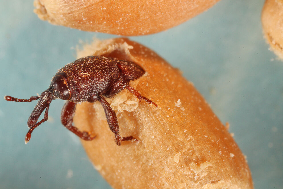 
	Kornkäfer (Sitophilus granarius) schlüpft aus Getreidekorn (c) G. Gudi/JKI
