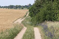 Feldweg mit Saum und anschließender Hecke.