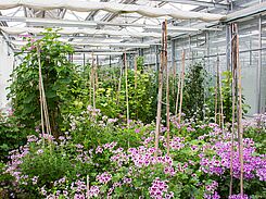 Pelargonien des Teilnetzwerks Pelargonium der DGZ am Standort Quedlinburg.