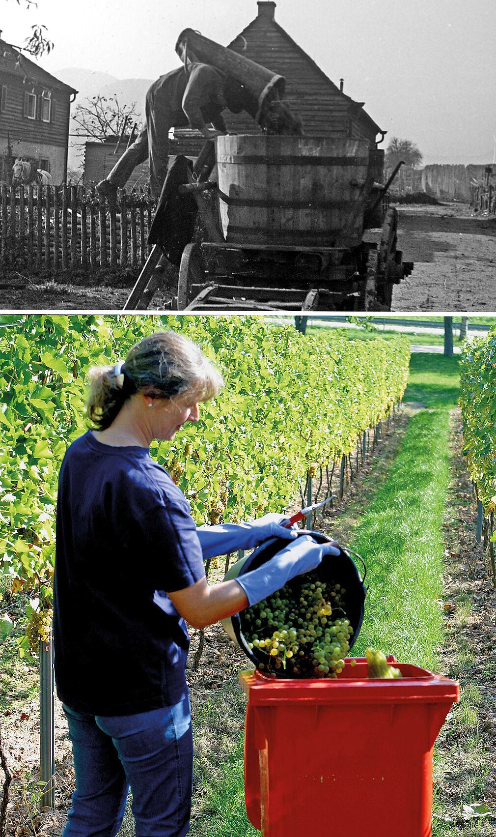 Im Versuchsweinanbau der Rebenzüchtung haben sich Mülleimer als ideale Sammelgebinde für die kleinen Mengen an Trauben erwiesen. Sie sind leicht zu transportieren sowie gut zu beschriften und der Inhalt kann mit Hebeeinrichtungen in die Pressen befördert werden. Das Foto vom Herbst 1956 zeigt, dass Reben-Ernte damals körperlich anstrengend war. Die Trauben wurden händisch in Eimer gelesen, in der „Hotte“ gesammelt und aus dem Weinberg in einen Transportbottich geladen. ©Fotos: JKI-Archiv