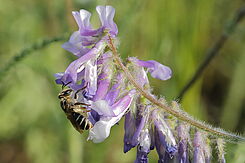 Wildbienenart an Zottelwicke, spezielle Wildpflanzen ziehen Nützlingsarten an.