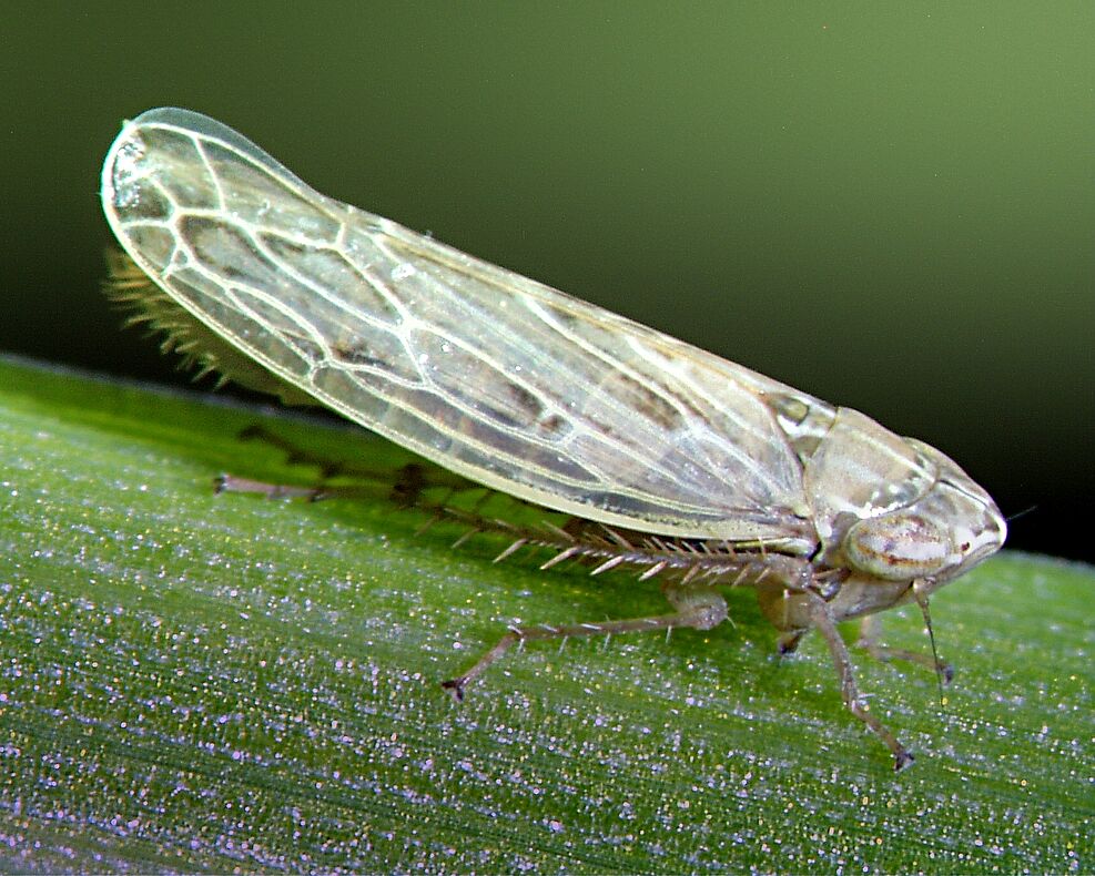 
	Eine Wandersandzirpe (Psammotettix alienus) sitzt auf einem grünen Blatt.
