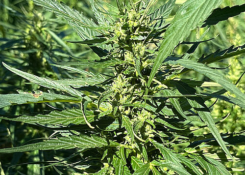 Weibliche Blüte. Die THC-Gehalte der Faserhanfsorten dürfen maximal 0,3 % betragen, um die Sortenzulassung zu erhalten. © Laura Lewerenz/JKI