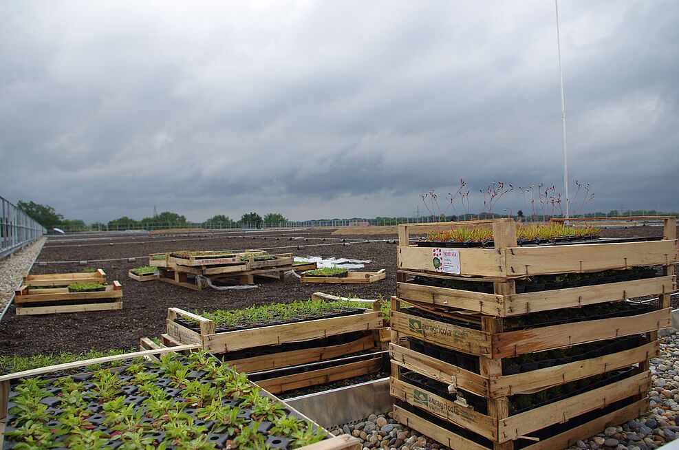 
	Palette mit bienenfreundlichen Stauden auf dem Klinikumsdach in Braunschweig. ©Greil/JKI
