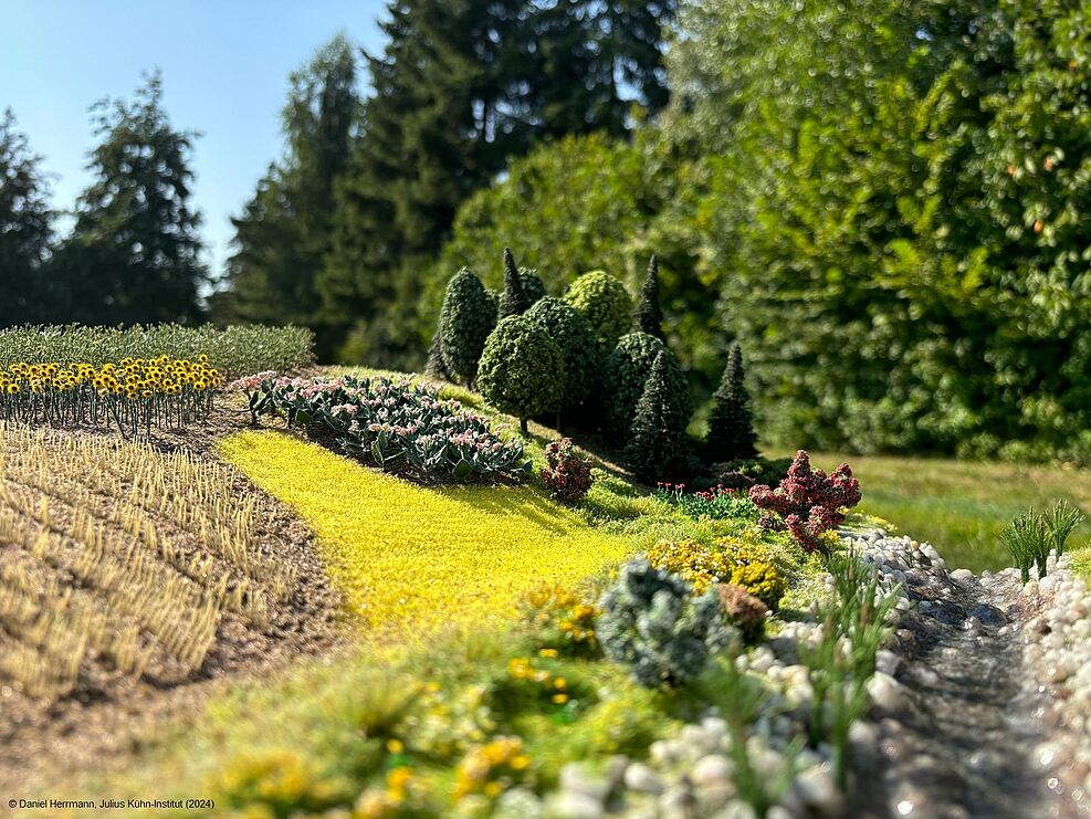 
	Das Modell in Szene gesetzt: Zu erkennen sind die unterschiedlichen Kulturpflanzen, aber auch die bunte Blüh- und Obstbaumwiese am Fluss sowie ein Waldstück. © Daniel Herrmann/JKI

