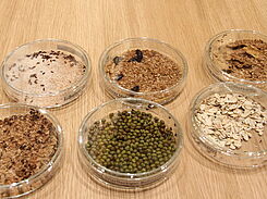 Die "Eisbrecher" für den Vorratsschutzstand: Die Vorratsschädlinge in der Petrischale ziehen die Besucher an - die Reaktionen reichen von Neugier bis leichten Ekel. ©Leefken/JKI