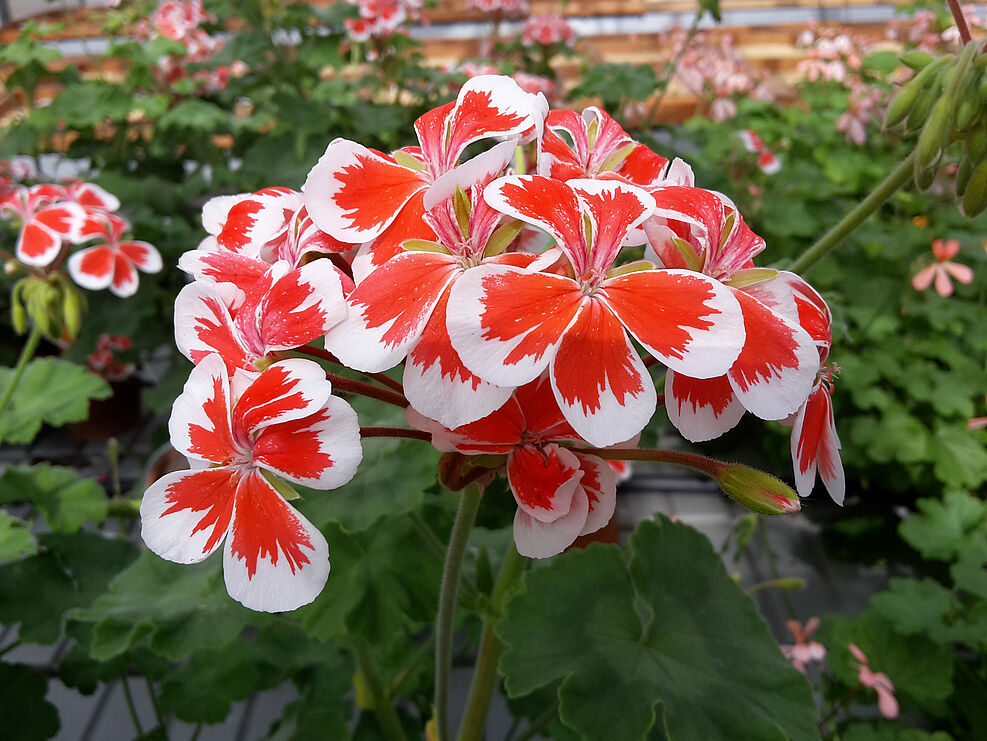 
	Einzelne Blüte der Pelargoniumsorte Mister Wren. Die Einzelblüten sind innen rot mit einer weißen Umrandung.
