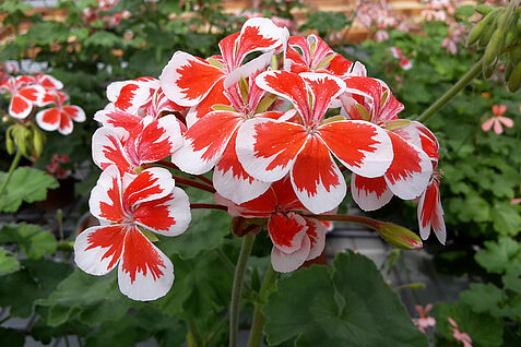 Pelargonium × hortorum ’Mr. Wren‘ (photo: S. Plaschil/JKI)