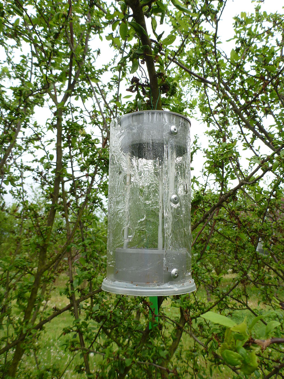 
	insect trap hanging in a tree
