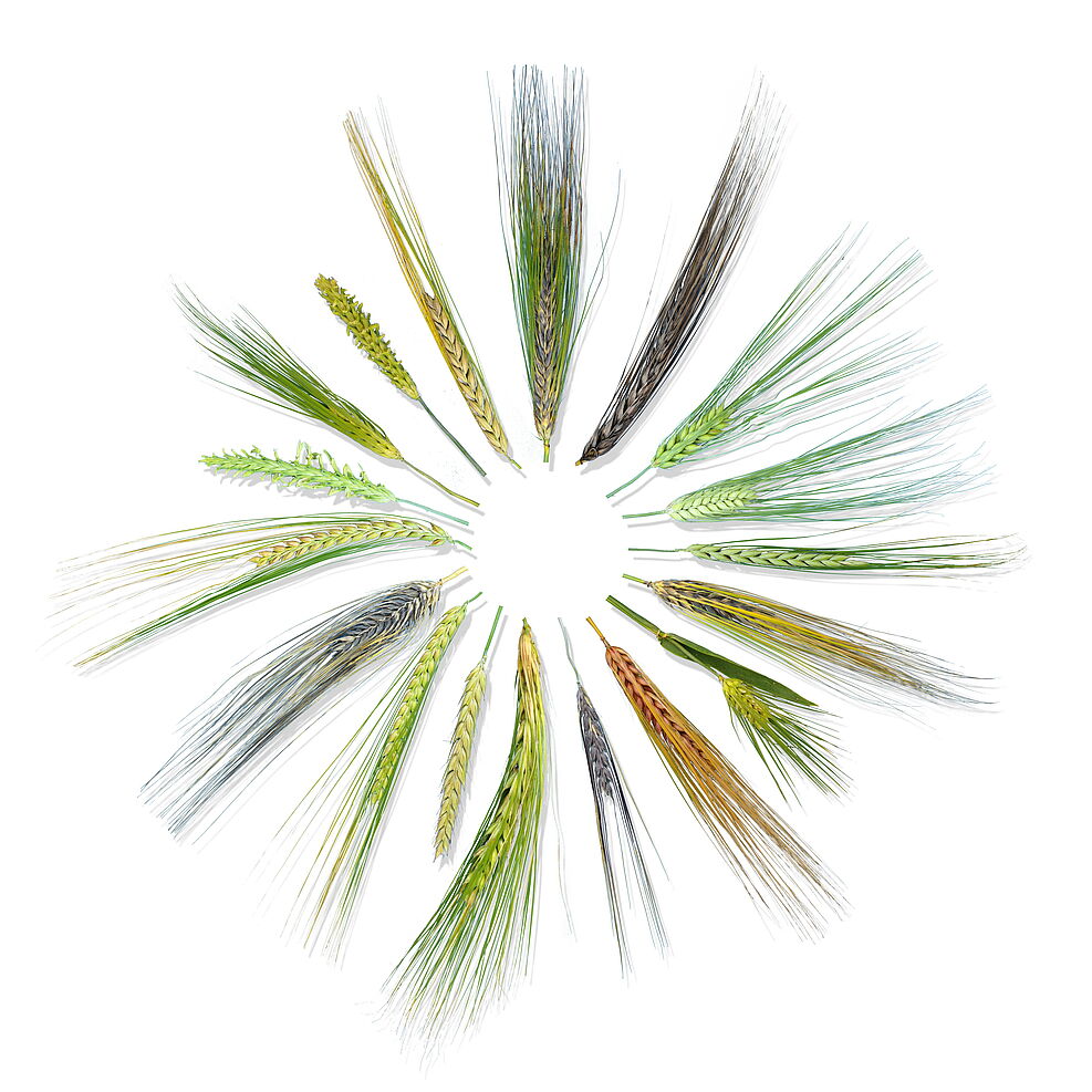 
	Illustrating barley diversity, comparing phenotypes of heads/ears and awns. ©IPK Gatersleben
