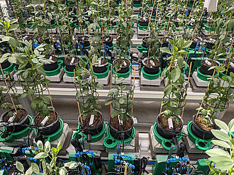 Ackerbohnenpflanzen (Vicia faba) im Plant Array. © Benjamin Pommerrenig