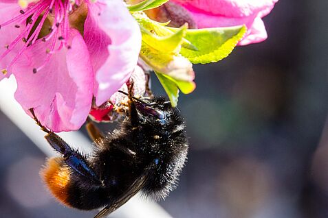 Steinhummel in Privatgarten BS-Veltenhof. © J. Kaufmann