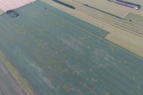 Luftaufnahme: Ackerbohnenfeld - Virusbefall 2016