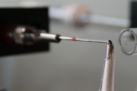 Bei der Elektroantennographie, EAG, strömt ein Mix flüchtiger Substanzen an den Antennen des jeweiligen Insektes vorbei. Ein Gerät registriert, worauf die Antennen reagieren. Dazu müssen z.T. die Antennen oder der Kopf des Insektes abgetrennt werden. Das Bild zeigt den Versuchsaufbau mit der kompletten Schilf-Glasflügelzikade (Pentastiridius leporinus). © B. Czarnobai/JKI