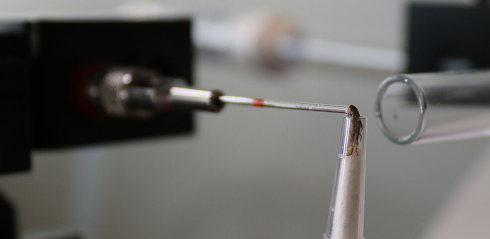 
	Bei der Elektroantennographie, EAG, strömt ein Mix flüchtiger Substanzen an den Antennen des jeweiligen Insektes vorbei. Ein Gerät registriert, worauf die Antennen reagieren. Dazu müssen z.T. die Antennen oder der Kopf des Insektes abgetrennt werden. Das Bild zeigt den Versuchsaufbau mit der kompletten Schilf-Glasflügelzikade (Pentastiridius leporinus). © B. Czarnobai/JKI
