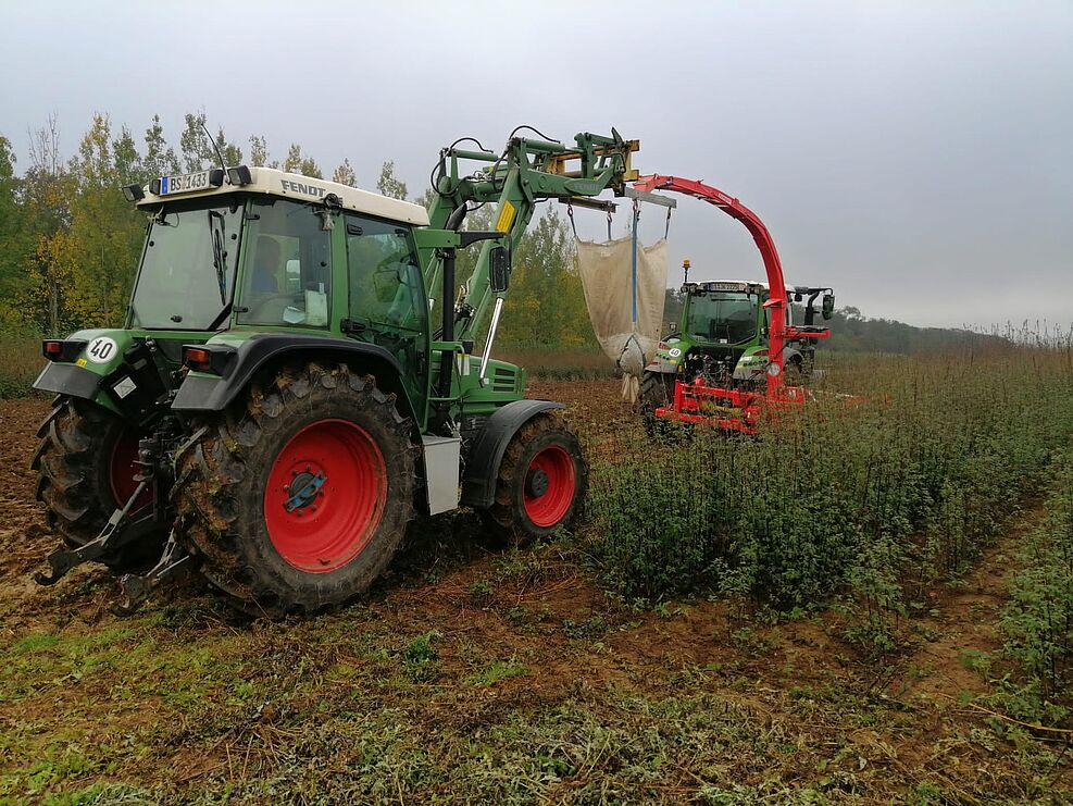 
	Versuchsanbau von Fasernessel am JKI (Ernte). Die Pflanze hat Potenzial als Torfersatzsstoff. © K.-U. Schwarz/JKI
