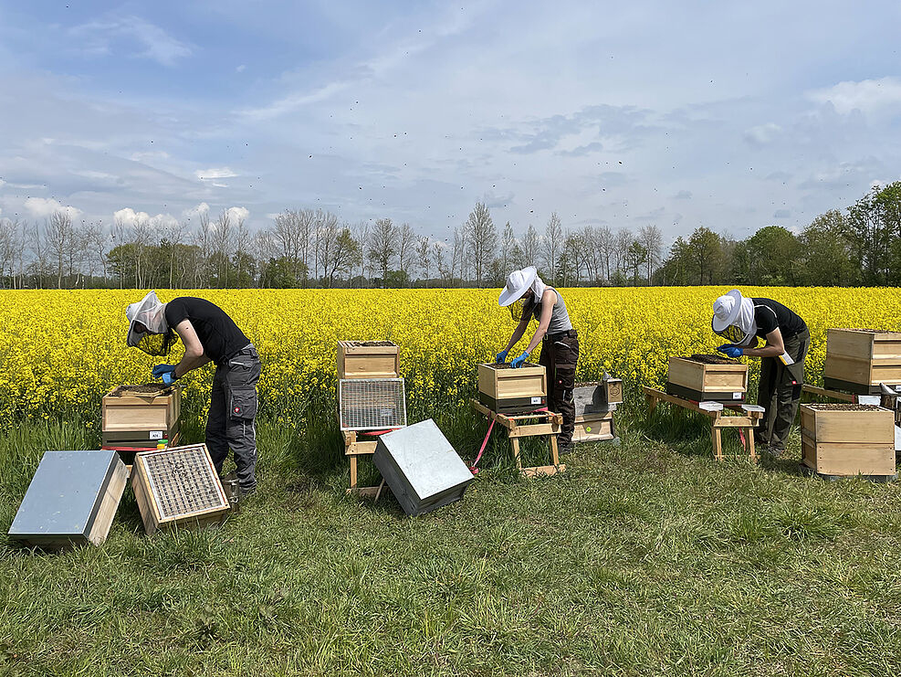 
	Auswertung der Feldversuche im Nutribee-Projekt. © K. Wüppenhorst/JKI
